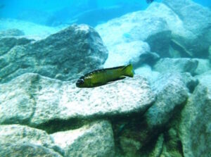 Metriaclima usisyae 'Mara Rocks'